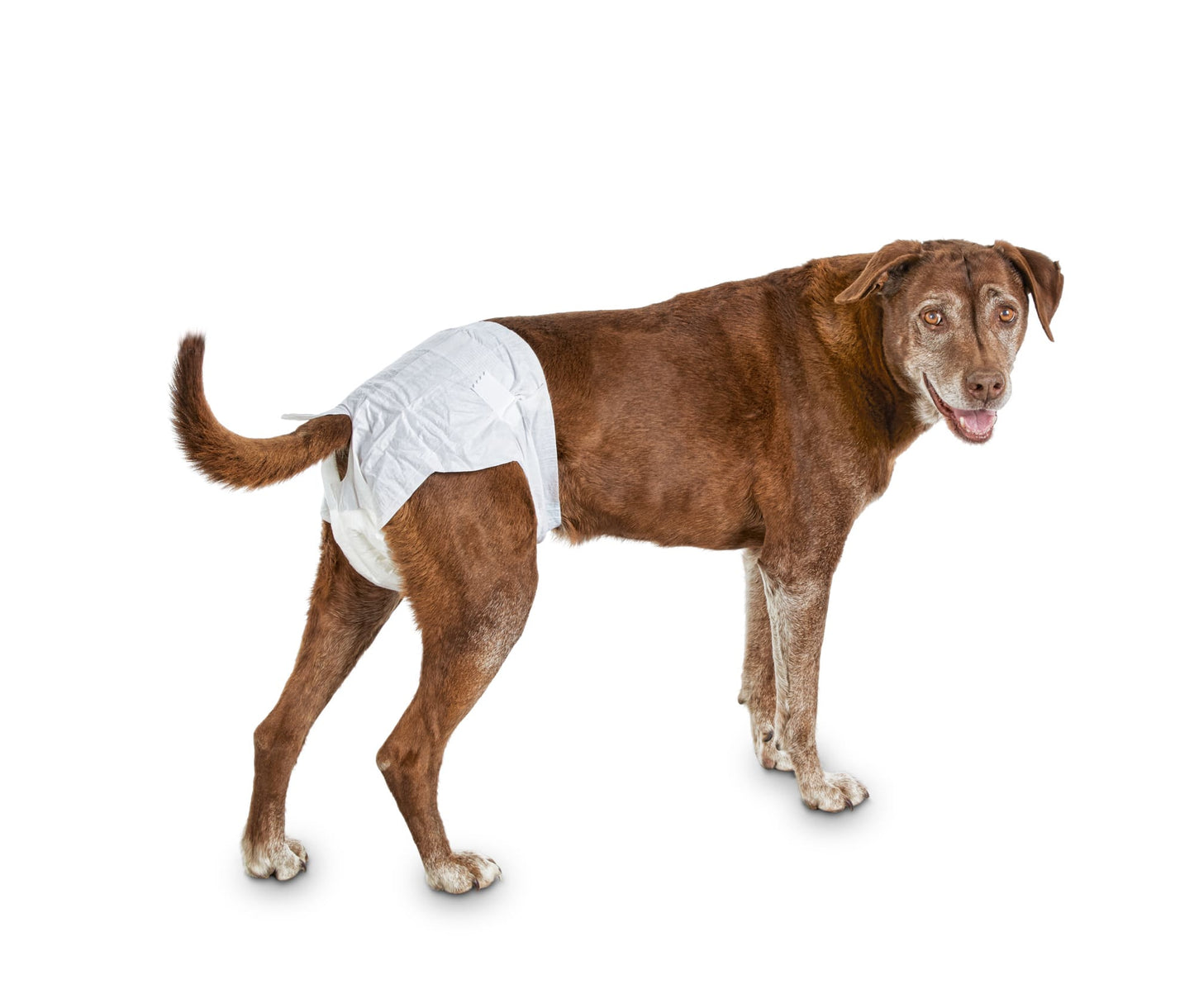 Pet Diapers (Female)