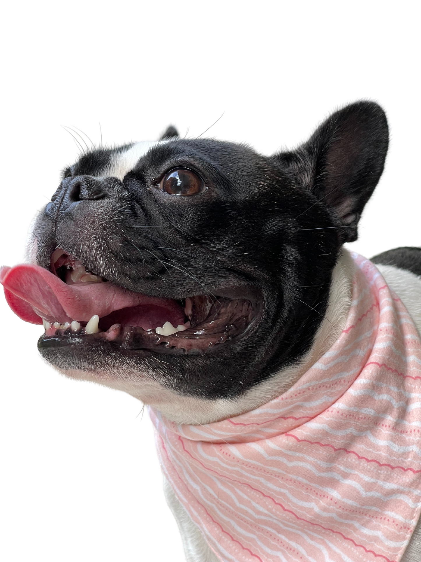 Bailey Bandanas