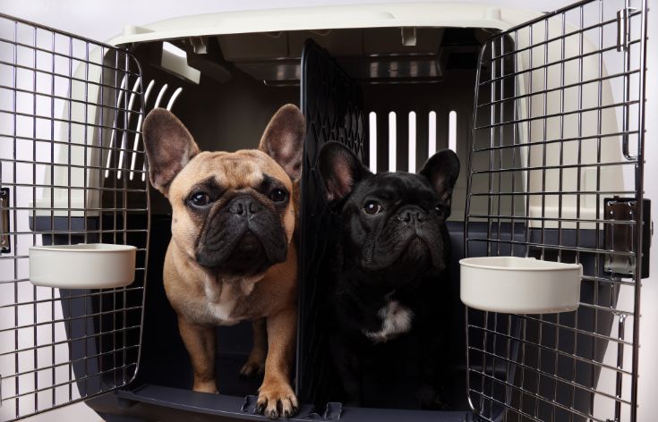 Pet Carrier VOYAGE